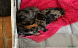 Miniature Dachshund dogs for sale: Stunning Miniature Dachsund pups available  - Image 14