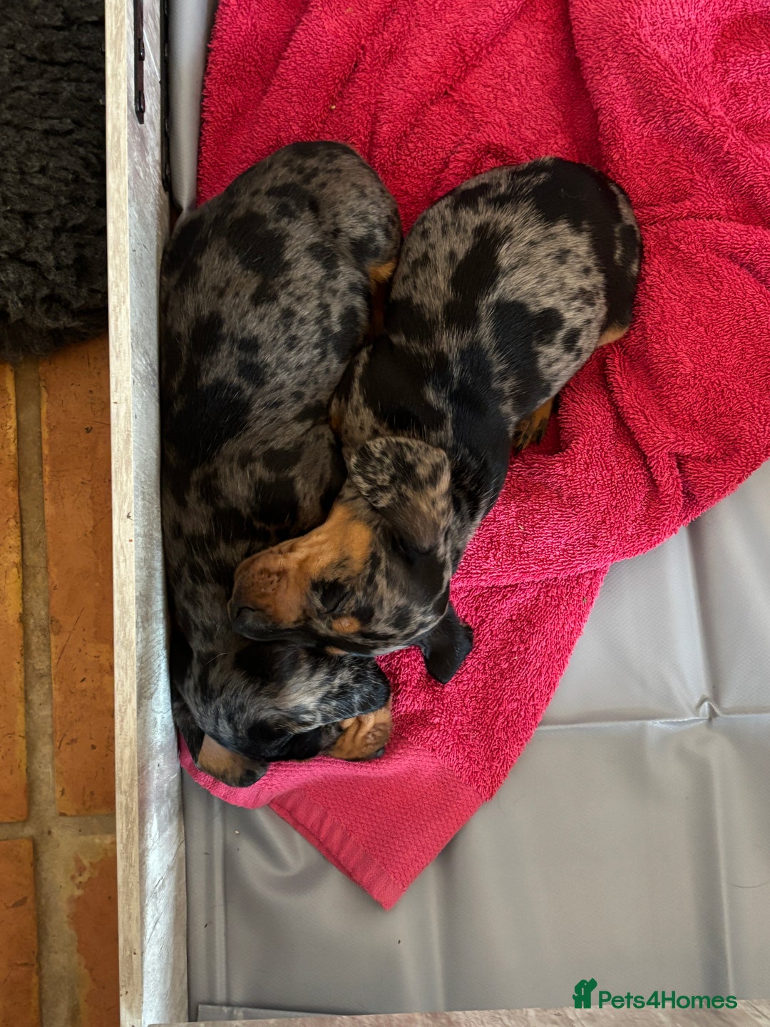 Miniature Dachshund dogs for sale: Stunning Miniature Dachsund pups available  - Image 14