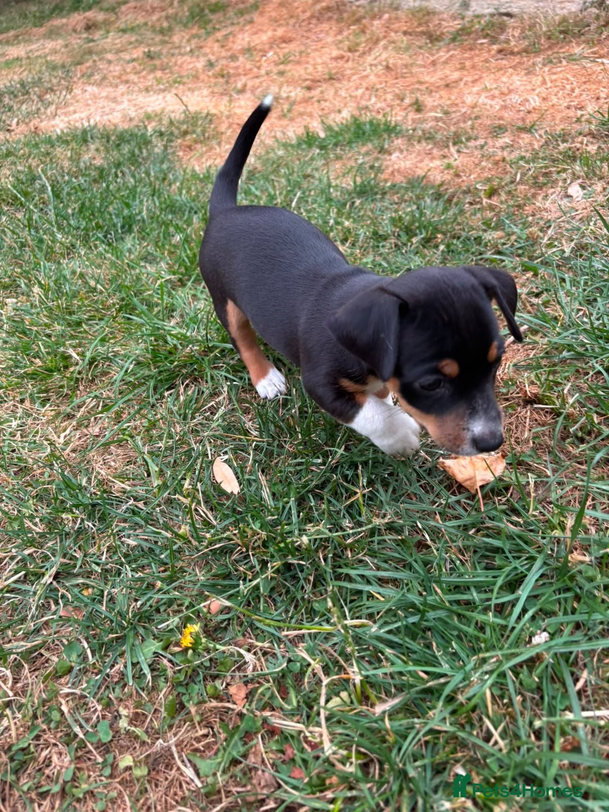 Jack Russell dogs Jack Russell puppies for sale - Advert 4