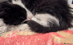 Mixed Breed cats for sale: 3 female kittens ready to leave - Image 4