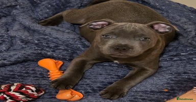 Staffordshire Bull Terrier dogs - Advert 10