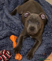 Staffordshire Bull Terrier dogs - Advert 10