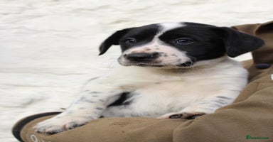 Mixed Breed dogs - Advert 1