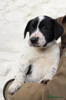 Mixed Breed dogs - Advert 1