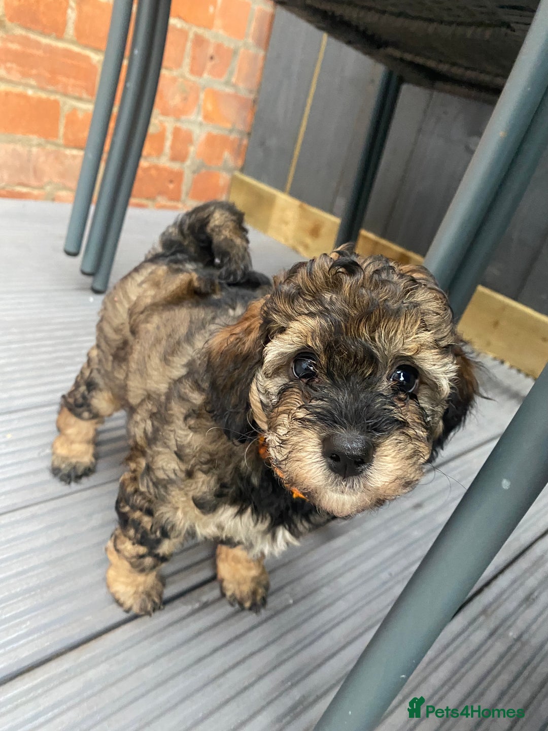 Cockapoo dogs for sale: Cockapoo x Toy Poodle puppies Phantom coloured - Image 5