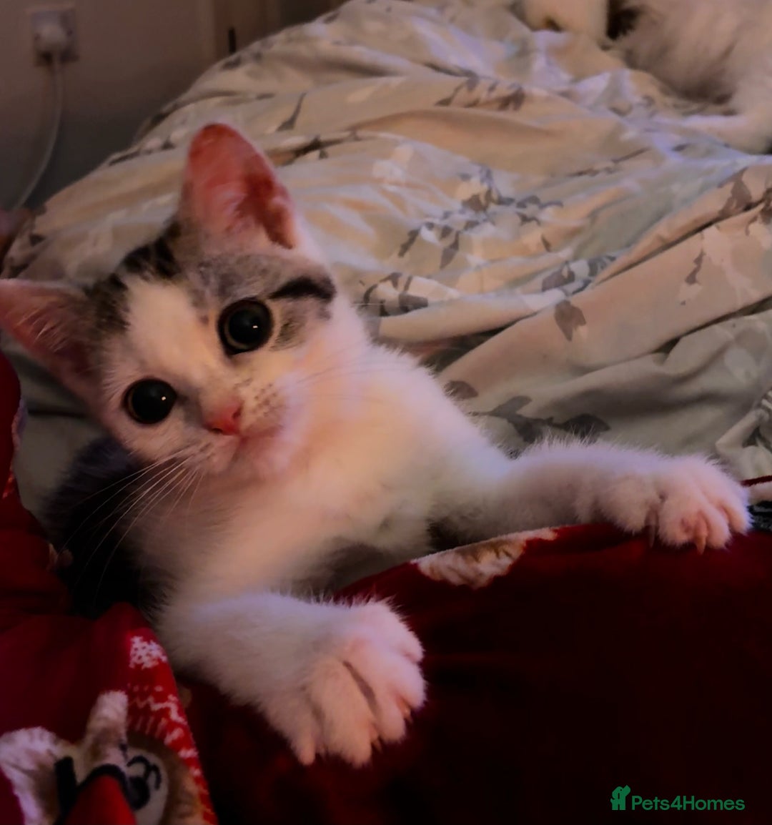British Shorthair cats for sale: Last Sweet British Shorthair X Kitten - Advert 2