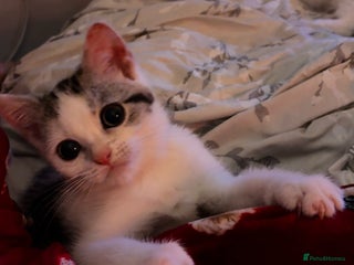 British Shorthair cats Last Sweet British Shorthair X Kitten - Advert 1