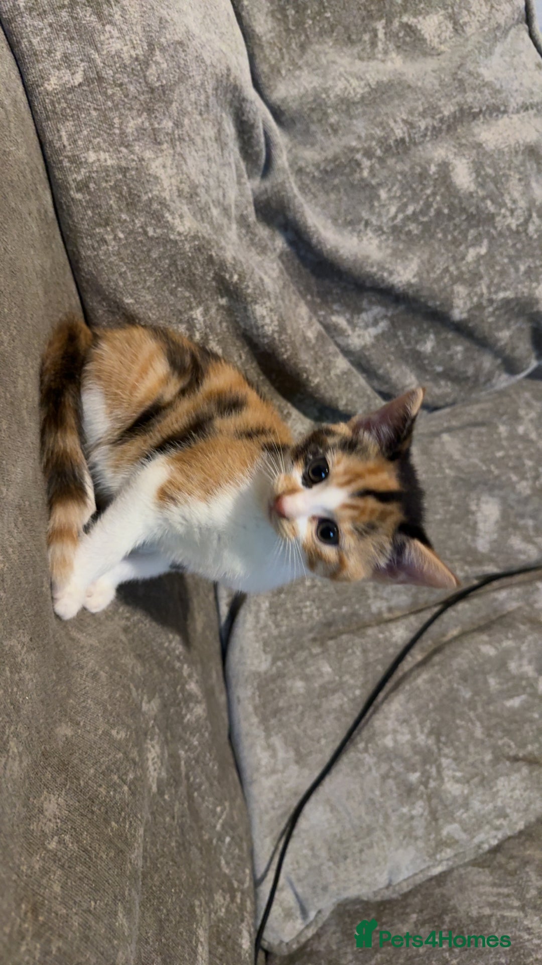 Maine Coon cats for sale: Maine coon X Tabby kittens - Image 4