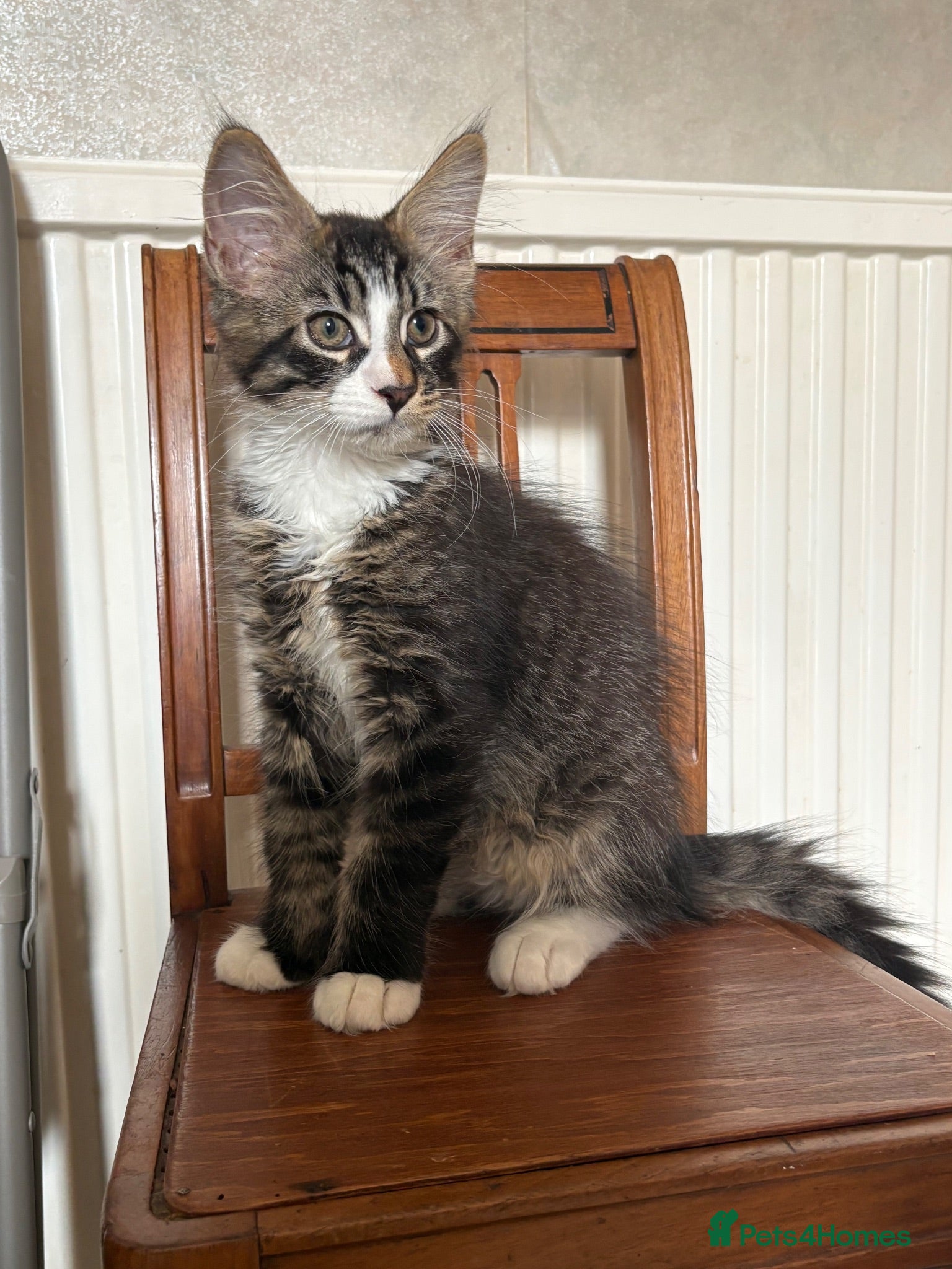 Maine Coon cats TICA Registered pedigree Maine Coon kittens - Advert 1