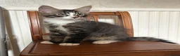 Maine Coon cats for sale: TICA Registered pedigree Maine Coon kittens - Advert 3