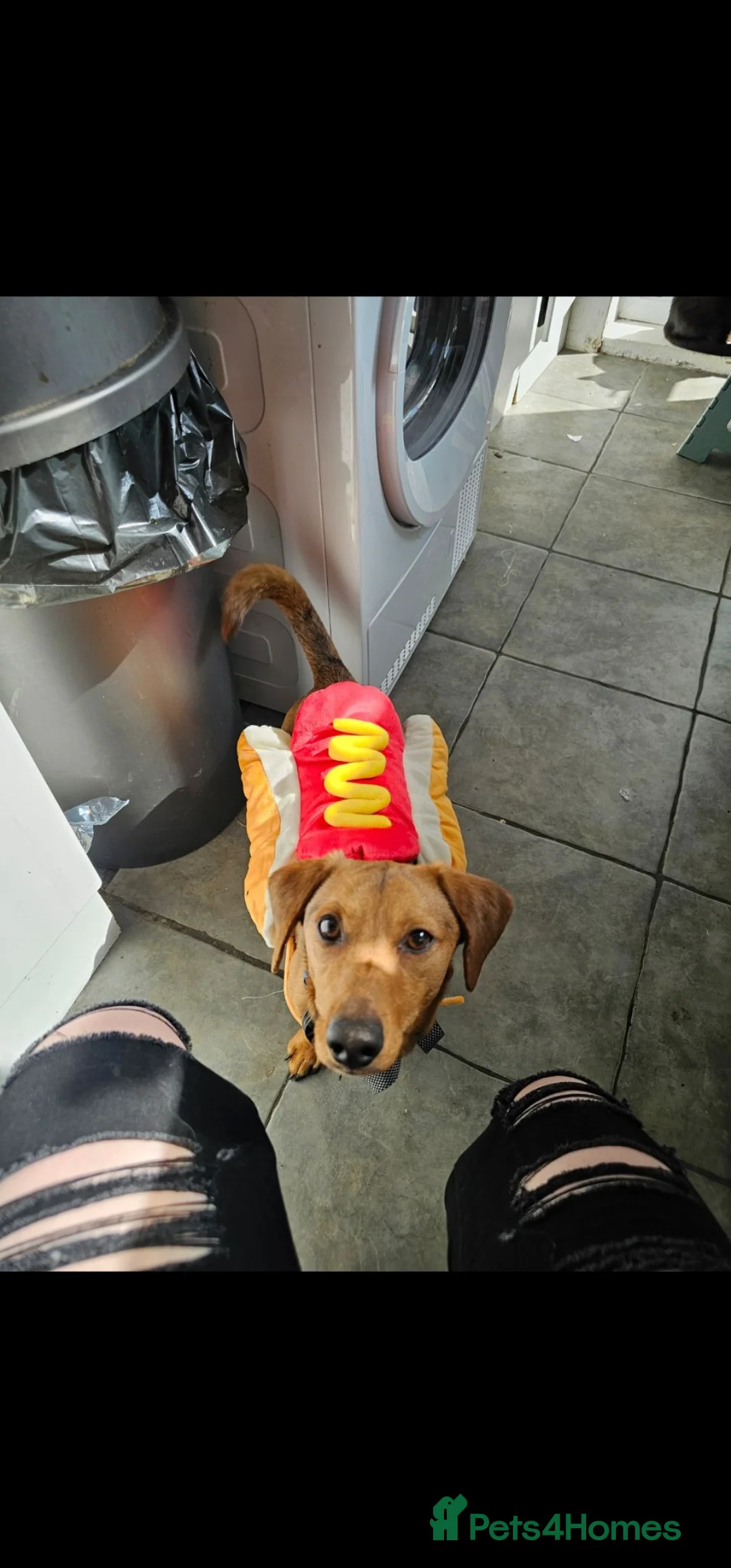 Dachshund dogs for sale: Loving, cuddly, loyal Dachshund- Dash for rehoming in Loughborough - Advert 2