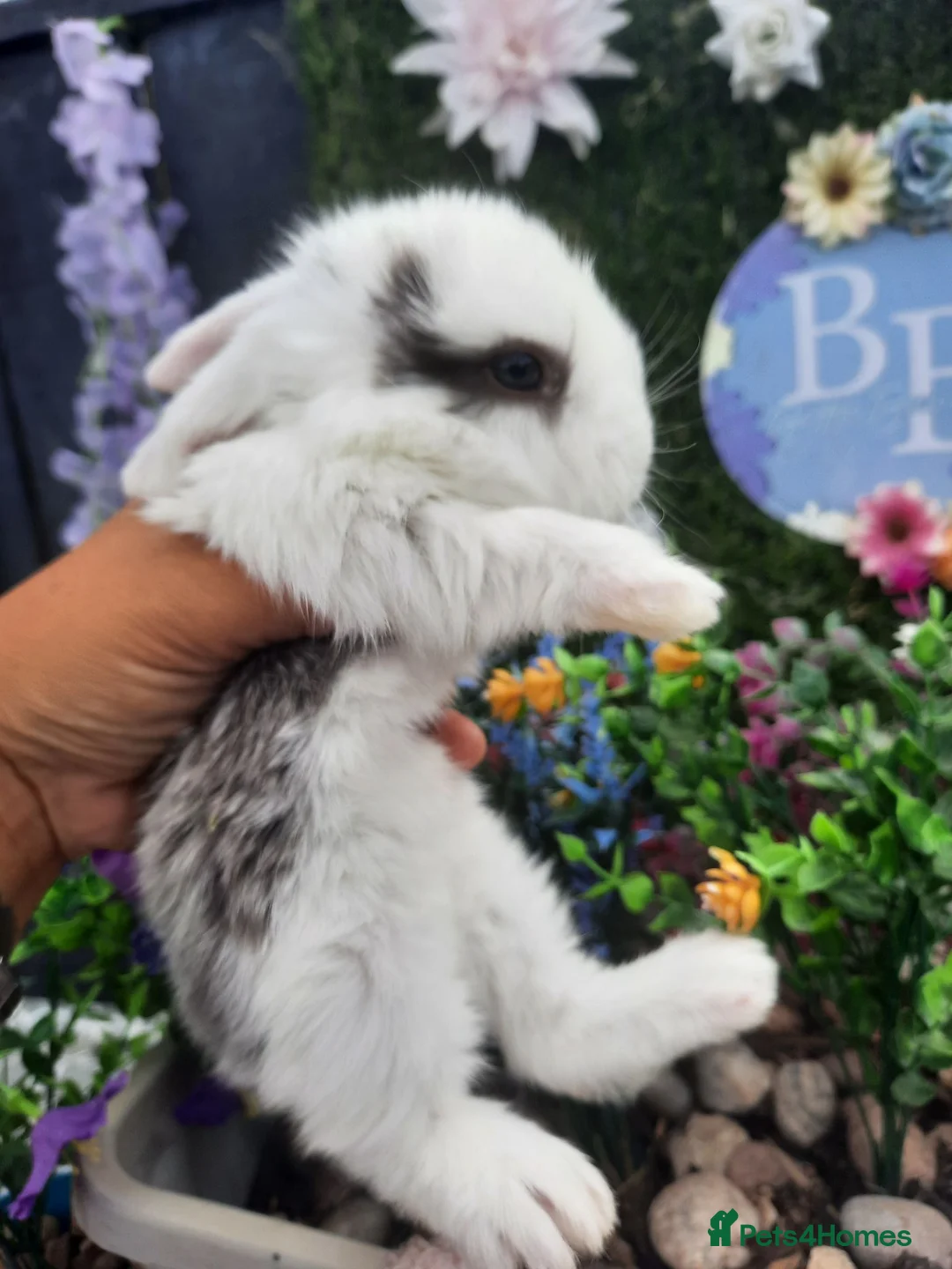 Mini Lop rabbits for sale: Mini lop babies for sale - Advert 6
