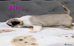 Pug dogs for sale: Pug Puppies - Image 27