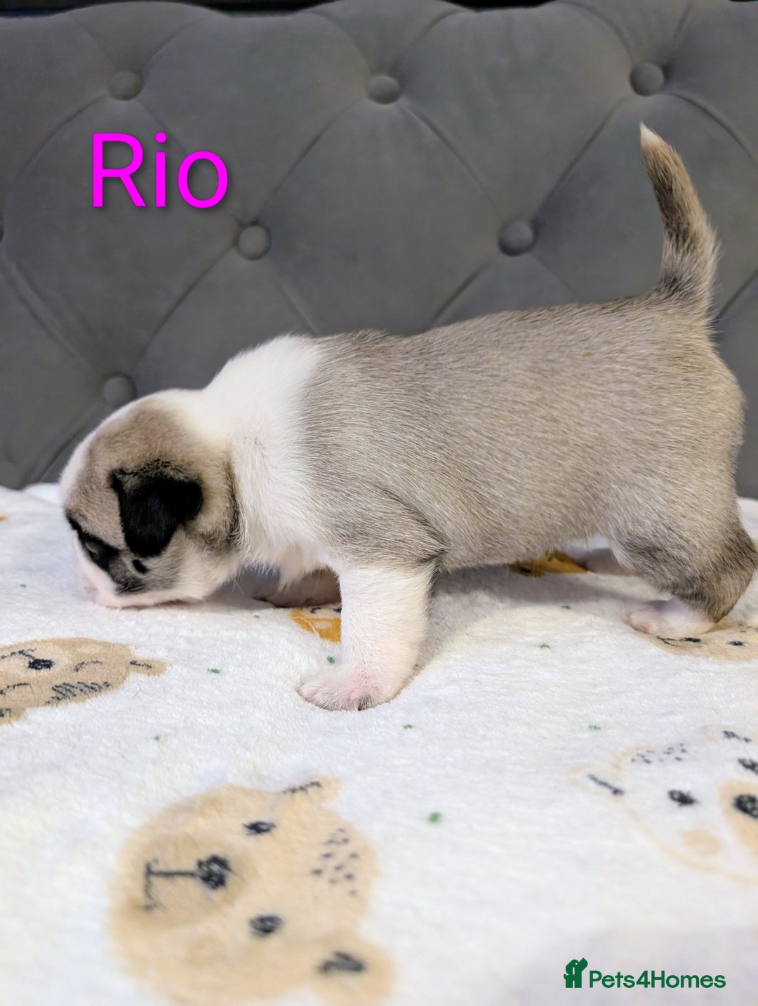 Pug dogs for sale: Pug Puppies - Image 27