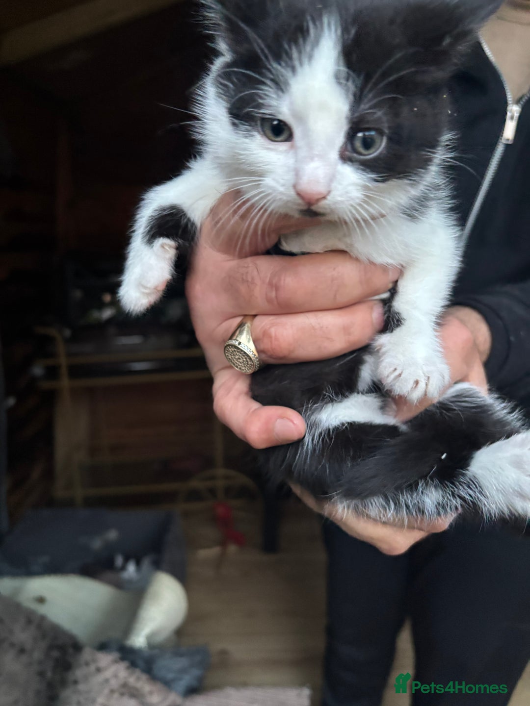 Mixed Breed cats for sale: kiten - Advert 3