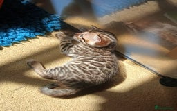 Bengal cats for sale: TICA Family-raised Bengal Kittens Vet Checked - Image 16