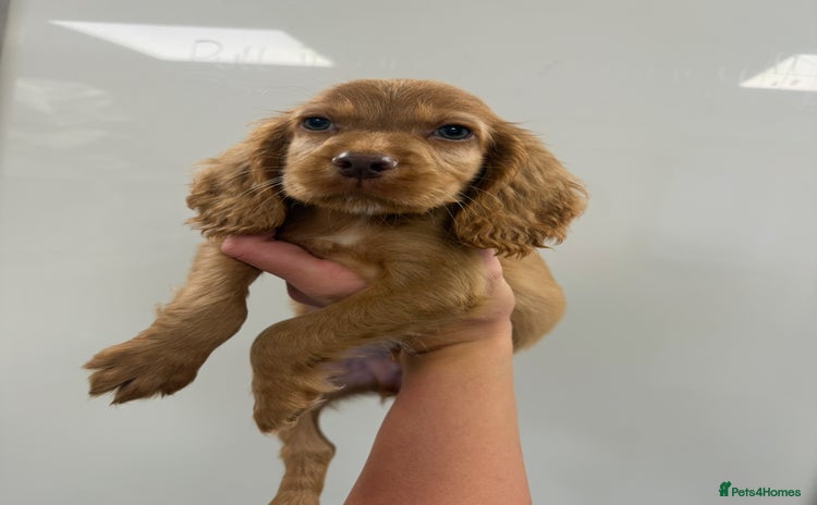 Cocker Spaniel dogs - Advert 10