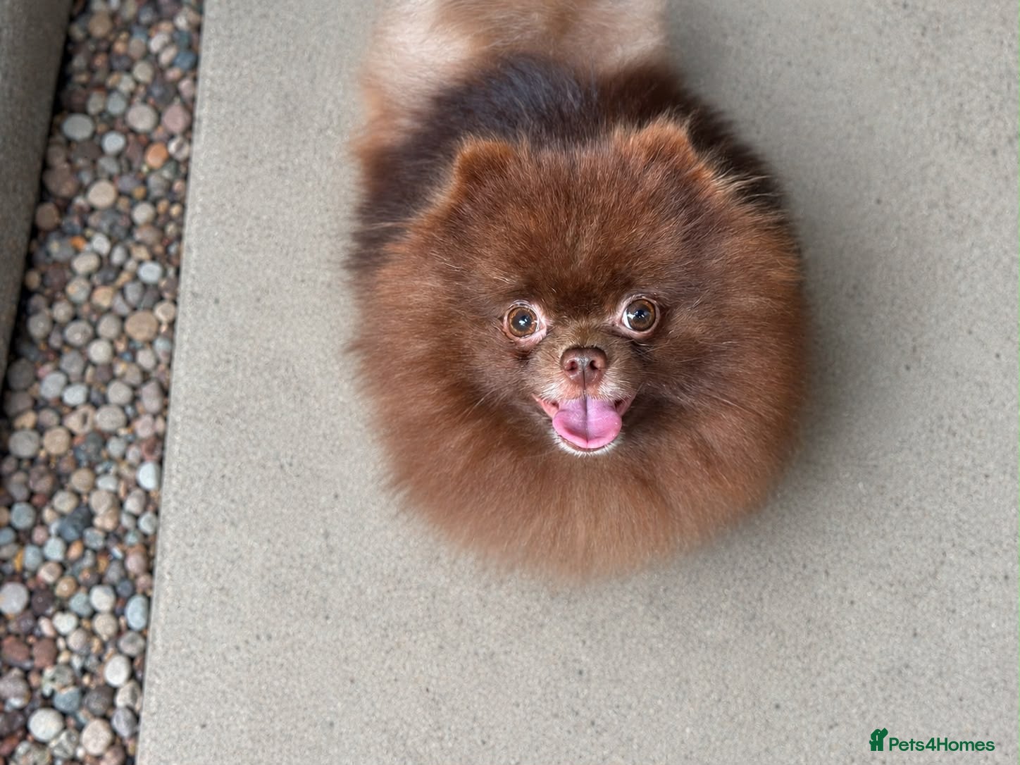 Pomeranian dogs KC Chocolate Teddy bear 🧸  - Advert 1