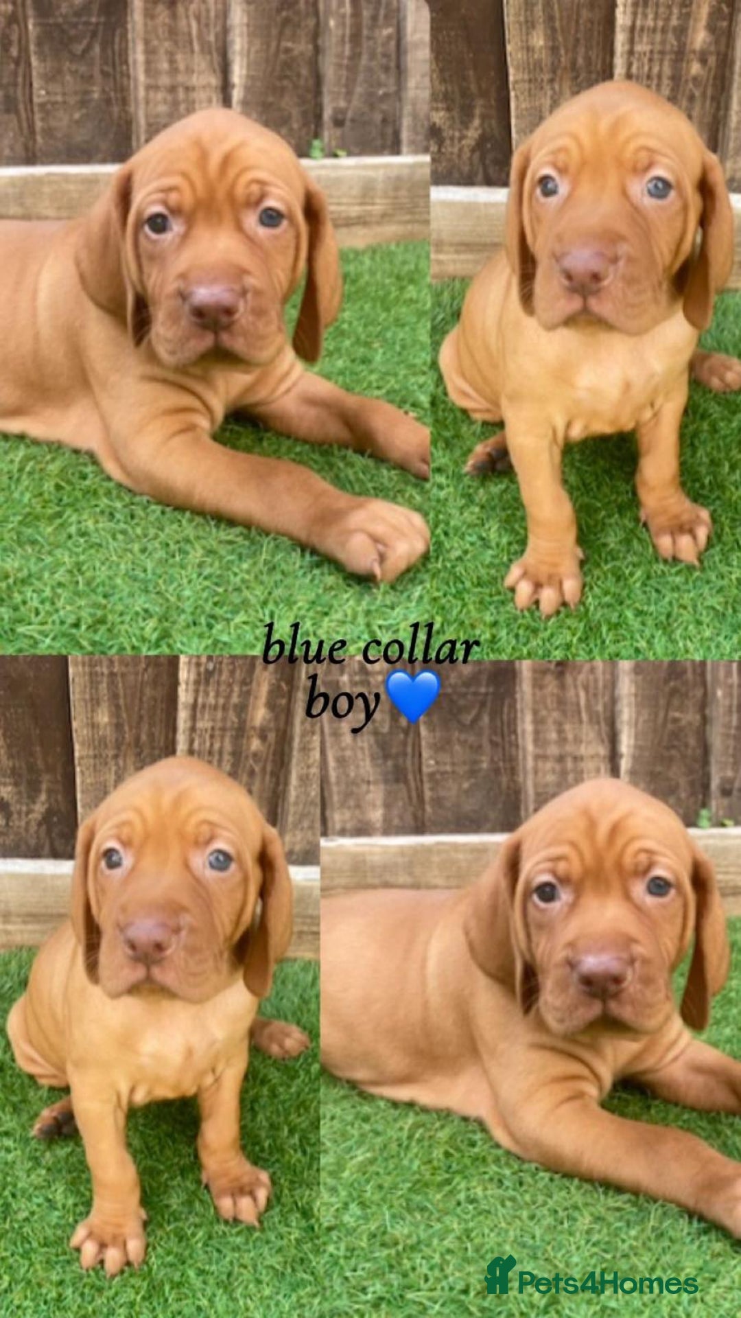 Hungarian Vizsla dogs for sale: Hungarian Vizsla KC Registered - Image 8