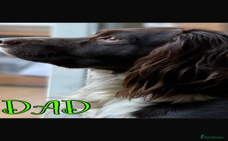 English Springer Spaniel dogs - Advert 1