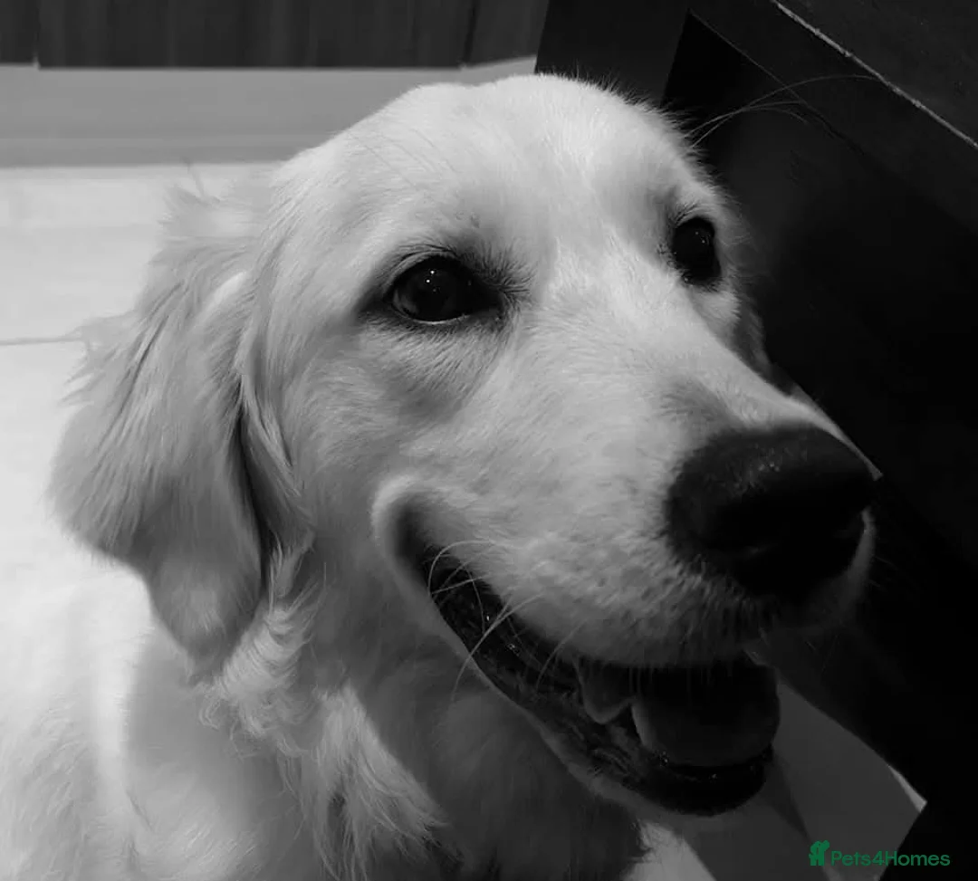 Golden Retriever dogs for sale: Pedigree Golden Retreiver SPAYED - Advert 2