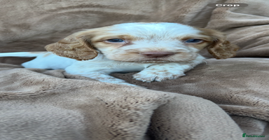 Cocker Spaniel dogs - Advert 10