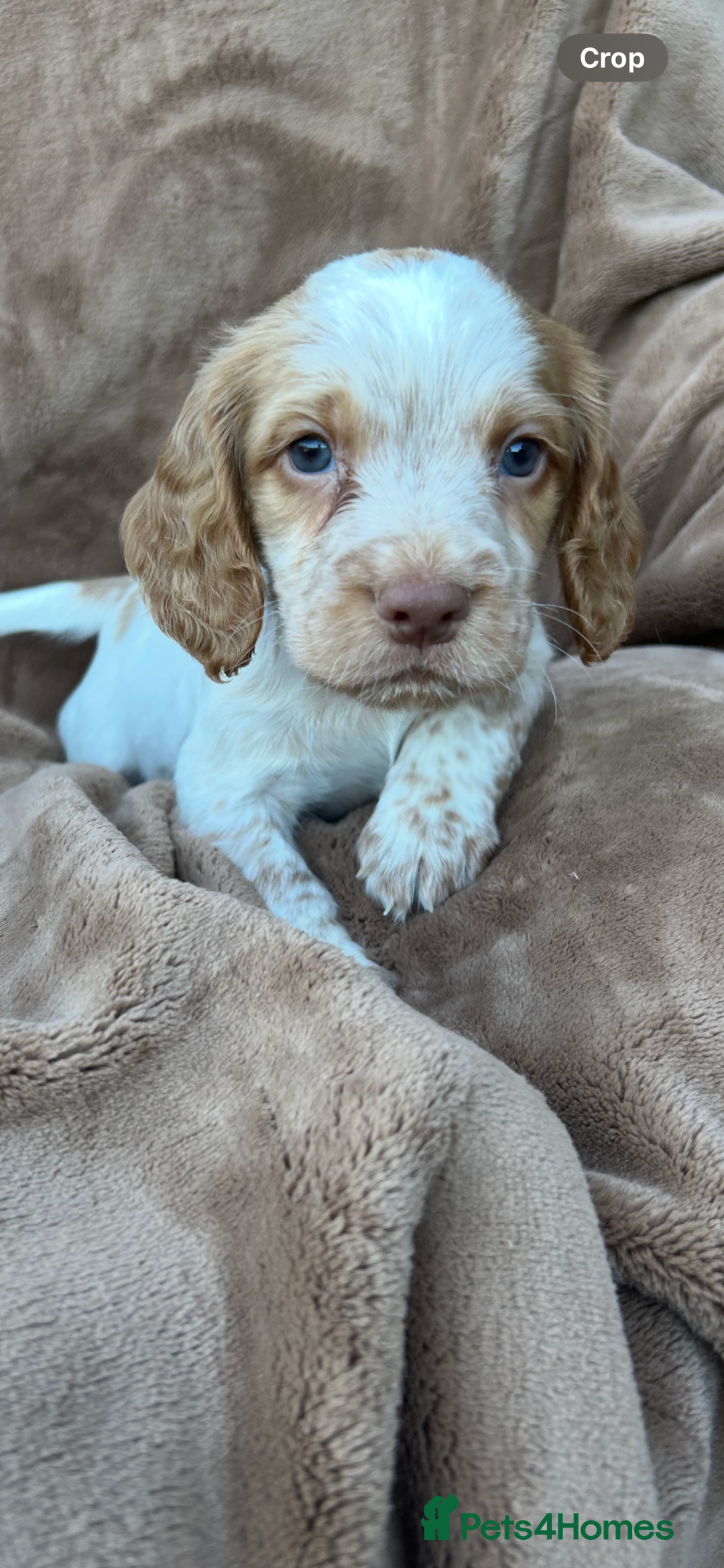 Cocker Spaniel dogs for sale: Gorgeous kc registered cocker spaniel puppies - Image 3