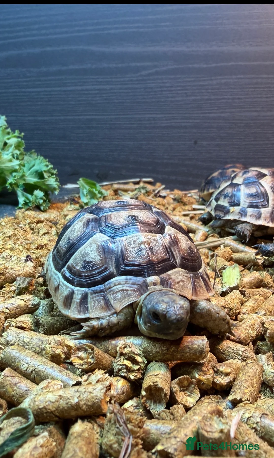 Tortoise reptiles for sale: Spur Thighed Tortoise in Barry - Advert 2