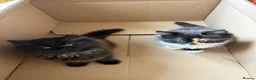 Mixed Breed cats for sale: Kitten  - Advert 4