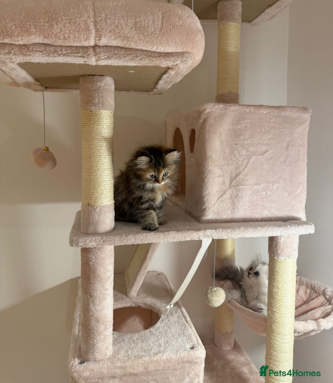 Persian cats for sale: Rare Persian Kittens in London🤍 - Image 7