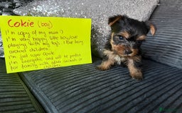 Yorkshire Terrier dogs for sale: Miniature Yorkshire terrier puppies  - Image 10