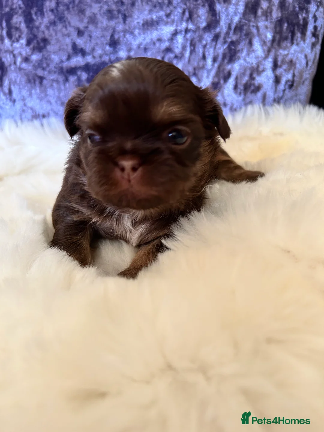 Shih Tzu dogs for sale: Stunning litter of KC imperial Shih Tzus  - Advert 2