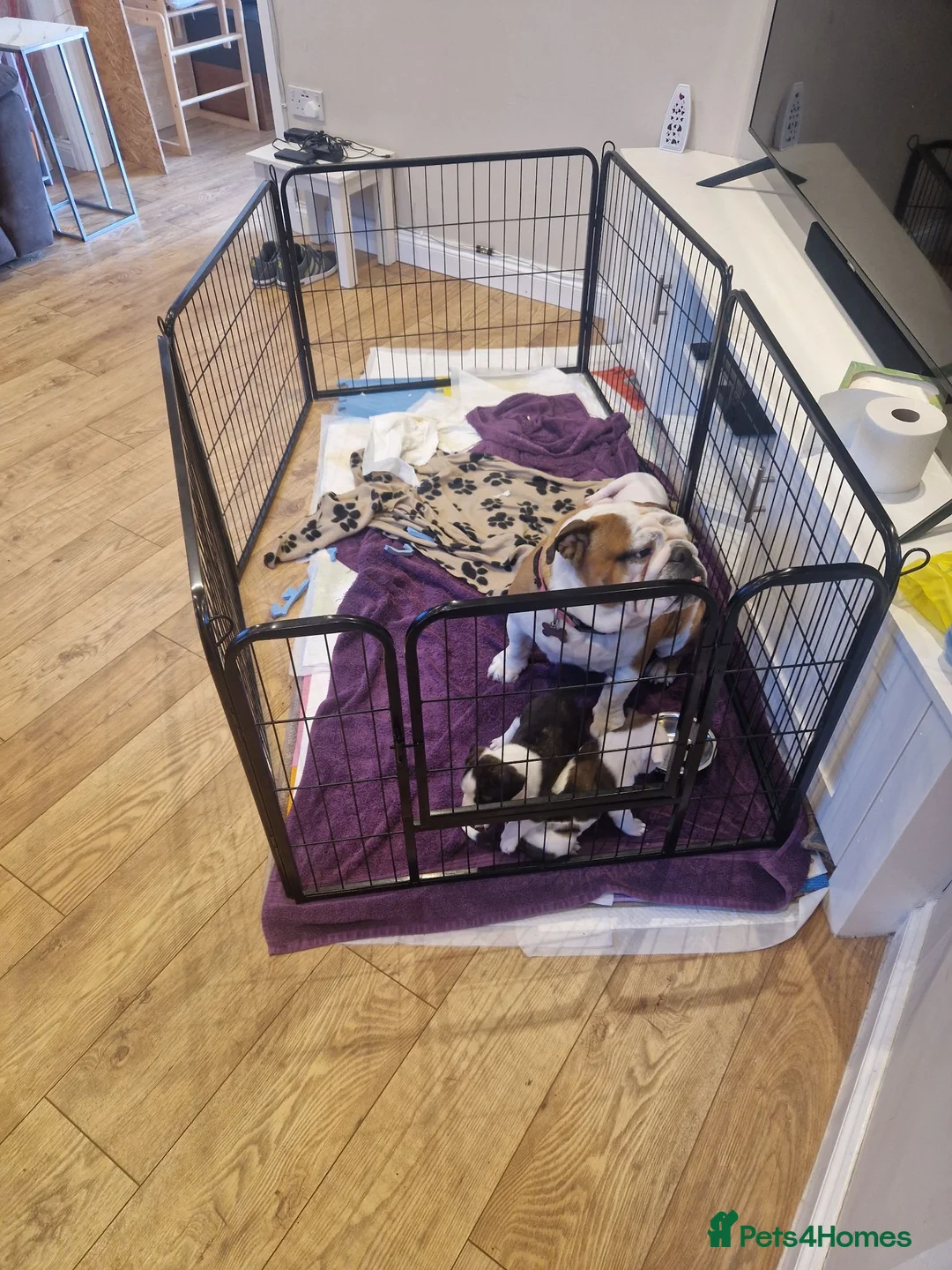 Mixed Breed dogs for sale: Bulldog Staff Cross - Advert 1