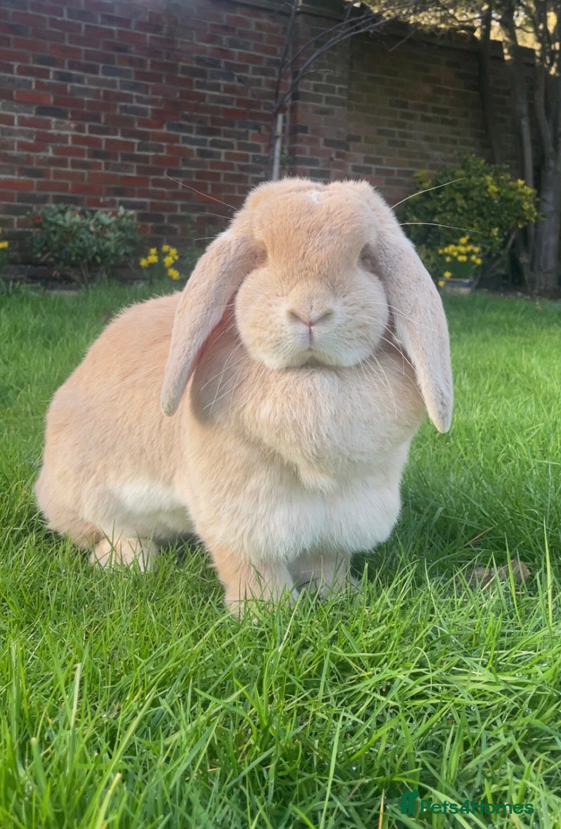 French Lop rabbits French Lop Pair - Advert 13