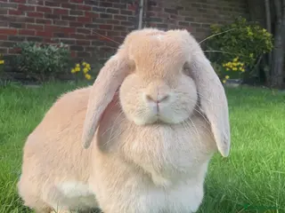 French Lop rabbits French Lop Pair - Advert 13