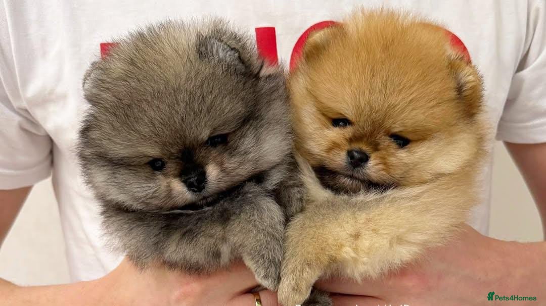 Pomeranian dogs for sale: Adorable Pomeranian Puppies Ready - Image 9
