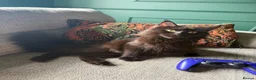 Maine Coon cats for sale: Maine Coon kittens  - Advert 29
