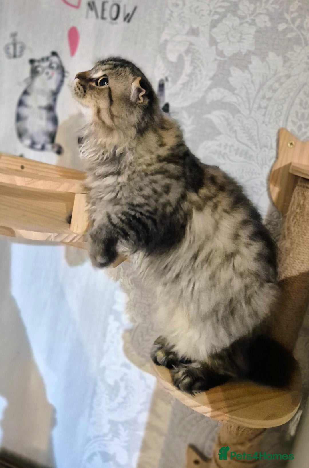 Scottish Fold cats for sale: 2 boys left! TICA registered Scottish Fold - Image 6