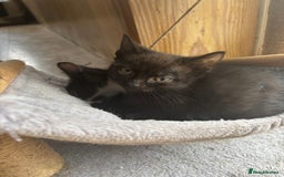 Mixed Breed cats for sale: Kittens  - Image 1