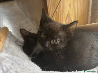 Mixed Breed cats - Advert 33