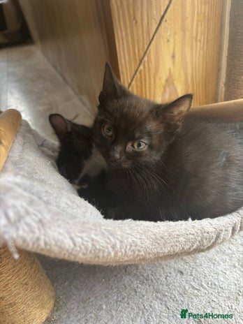 Mixed Breed cats - Advert 29