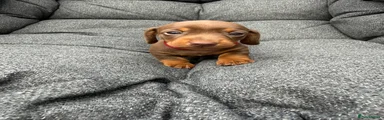 Dachshund Red