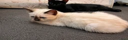 Ragdoll cats for sale: Beautiful Ragdoll Cross Kitten – Blue Eyes - Advert 3