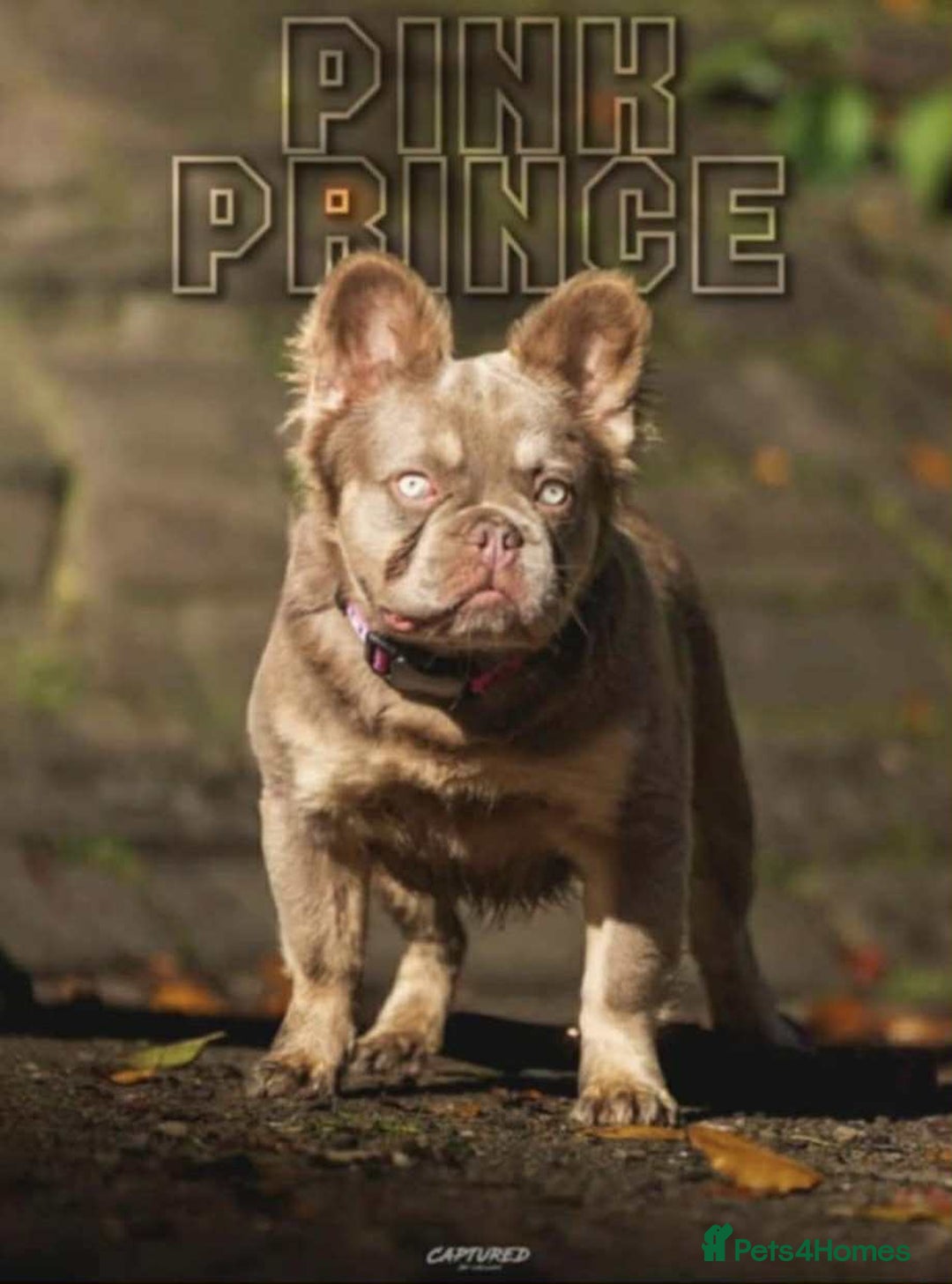 French Bulldog dogs for sale: Fluffy French Bulldogs Visual pink to make you 😉  - Advert 2