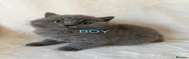 British Shorthair Kitten 3
