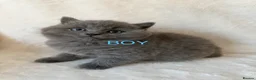 British Shorthair cats for sale: Pedigree bsh kittens  - Advert 6