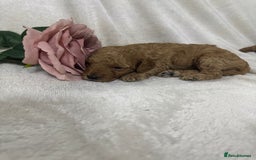 Toy Poodle dogs for sale: Stunning toy poodles  - Image 18