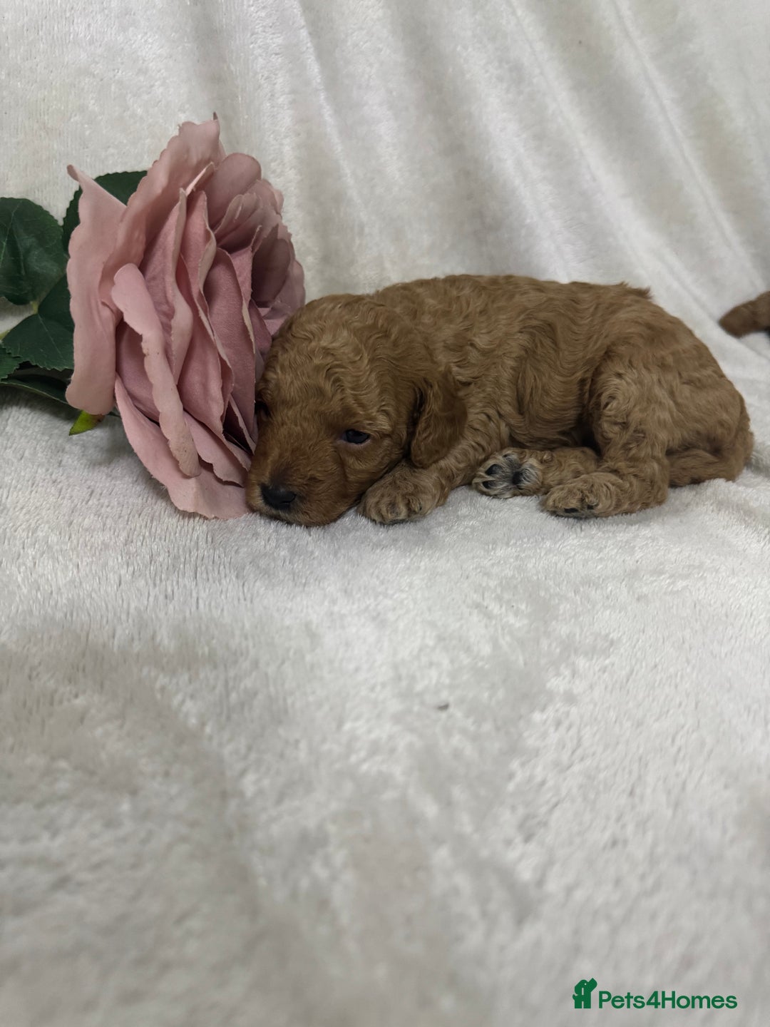 Toy Poodle dogs for sale: Stunning toy poodles  - Image 18