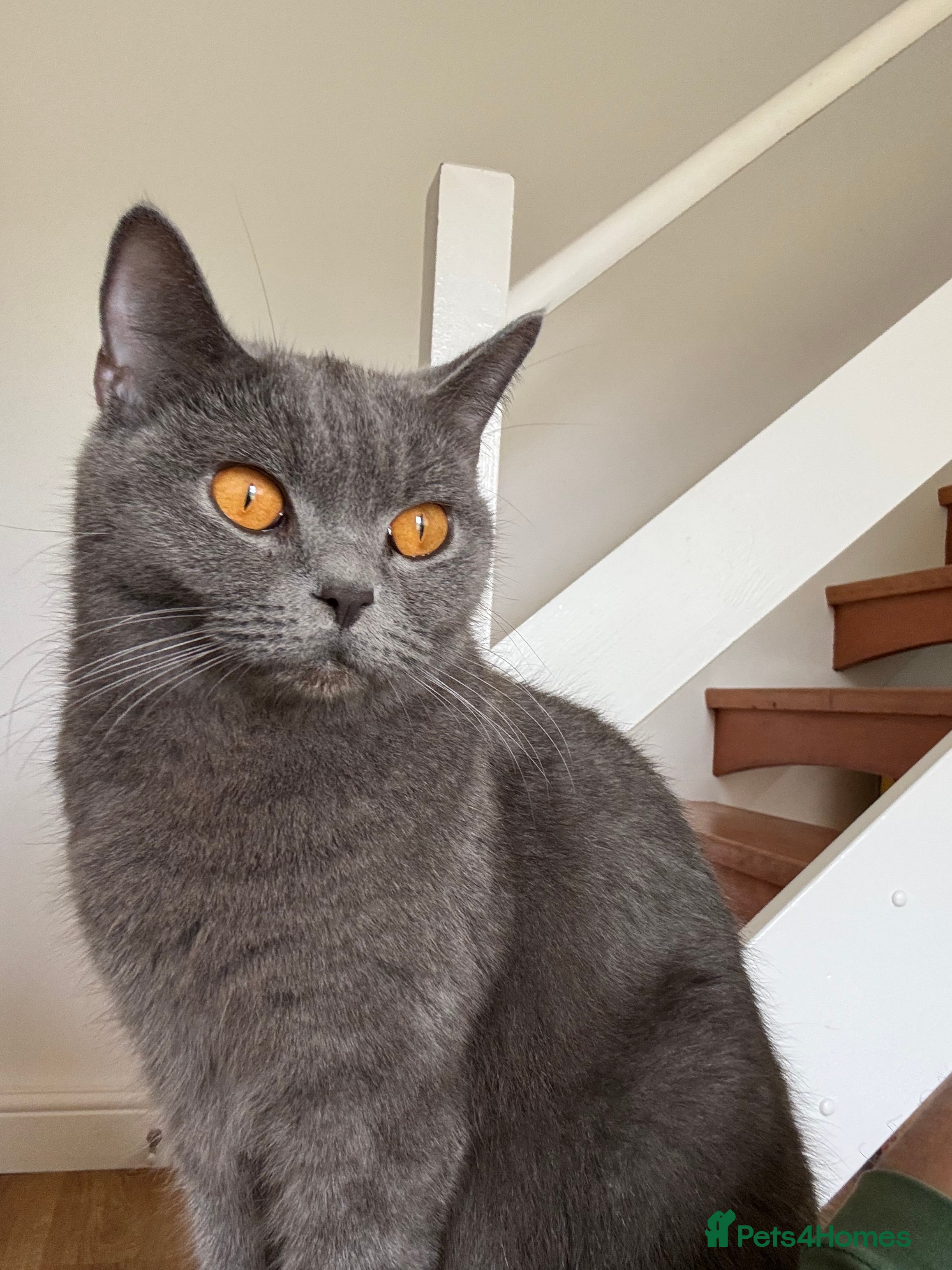 British Shorthair cats 💎 British Shorthair Cats for Sale 💎 - Advert 6