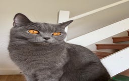 British Shorthair cats for sale: 💎 British Shorthair Cats for Sale 💎 - Image 1